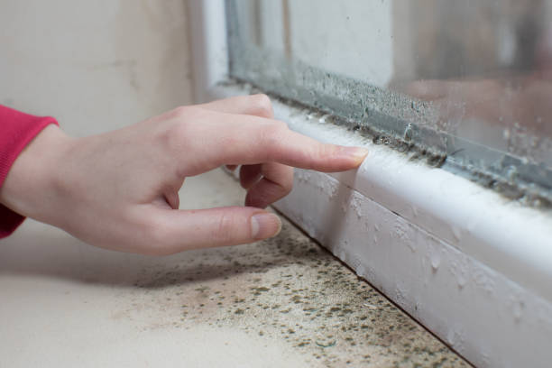 Best Asbestos and Lead Testing During Mold Inspection  in Tarrant, AL