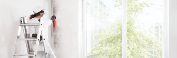 Reliable Tarrant, AL Mold Removal Solutions